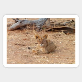 Little Lion Cub Resting Sticker